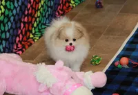 processed/fd9805f2-b1e4-41ae-8423-7e031898b6cc/listing/f2a2d398-6e0d-4304-a795-466ddd6973cb/e53fcd46-9d8b-40c4-9c66-5f0b296fad52