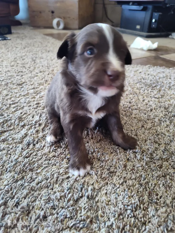 Hershey  – Miniature Australian Shepherd puppy for sale in Sanford, CO