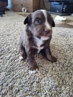 Hershey , a male Miniature Australian Shepherd for sale in Sanford, CO – Photo 1 of 4