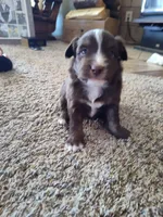 Hershey , a male Miniature Australian Shepherd for sale in Sanford, CO – Photo 3 of 4