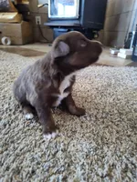Hershey , a male Miniature Australian Shepherd for sale in Sanford, CO – Photo 4 of 4