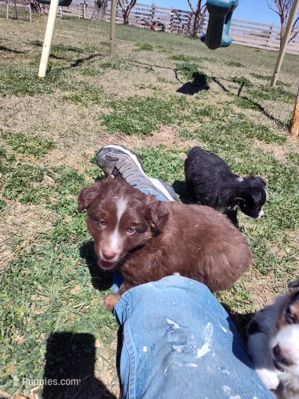 Hershey  – Miniature Australian Shepherd puppy for sale in Sanford, CO