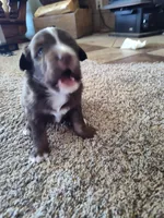 Hershey , a male Miniature Australian Shepherd for sale in Sanford, CO – Photo 2 of 4