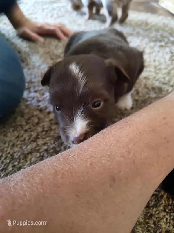 Paisley  – Miniature Australian Shepherd puppy for sale in Sanford, CO