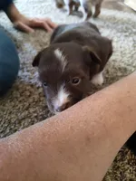 Paisley , a female Miniature Australian Shepherd for sale in Sanford, CO – Photo 1 of 3