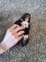 Paisley , a female Miniature Australian Shepherd for sale in Sanford, CO – Photo 3 of 3