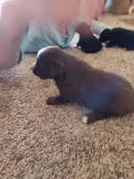 Paisley , a female Miniature Australian Shepherd for sale in Sanford, CO – Photo 2 of 3