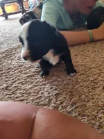 Tilly , a female Miniature Australian Shepherd for sale in Sanford, CO – Photo 4 of 5