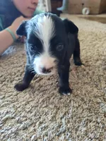 Tilly , a female Miniature Australian Shepherd for sale in Sanford, CO – Photo 3 of 5
