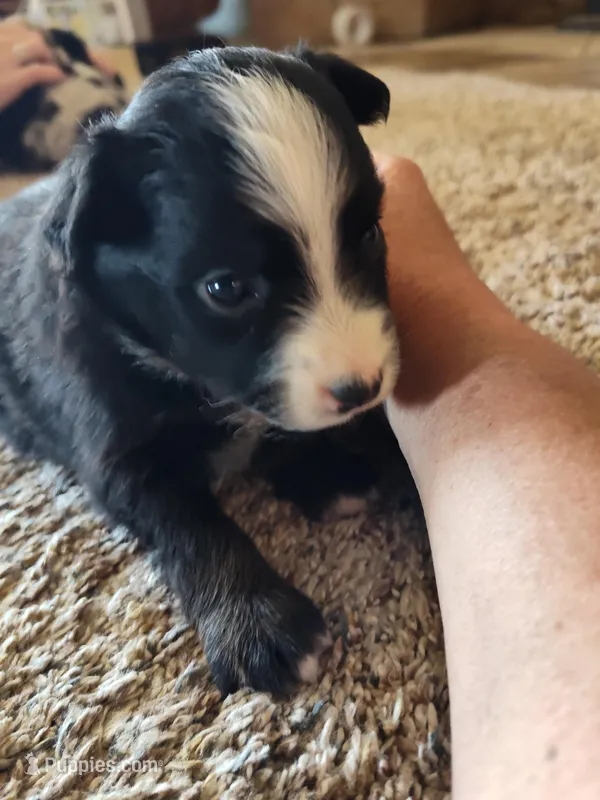 Tilly  – Miniature Australian Shepherd puppy for sale in Sanford, CO