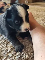 Tilly , a female Miniature Australian Shepherd for sale in Sanford, CO – Photo 1 of 5