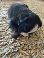Tilly , a female Miniature Australian Shepherd for sale in Sanford, CO – Photo 5 of 5