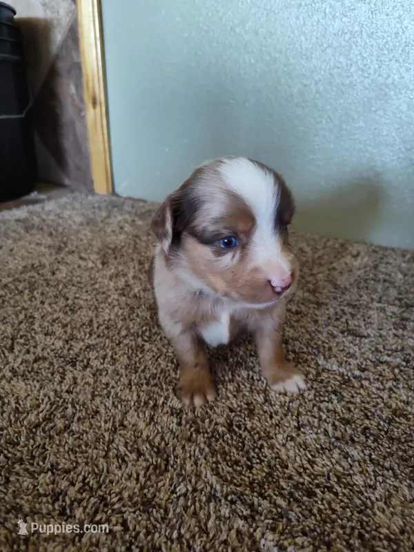 Coy, a male Miniature Australian Shepherd for sale in Sanford, CO – Photo 1 of 5
