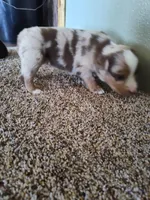 Coy, a male Miniature Australian Shepherd for sale in Sanford, CO – Photo 2 of 5