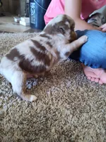Coy, a male Miniature Australian Shepherd for sale in Sanford, CO – Photo 3 of 5