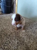 Coy, a male Miniature Australian Shepherd for sale in Sanford, CO – Photo 4 of 5