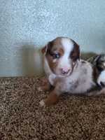 Coy, a male Miniature Australian Shepherd for sale in Sanford, CO – Photo 5 of 5