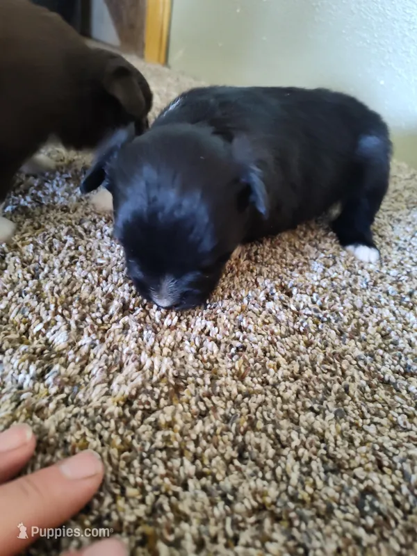 Hudson  – Miniature Australian Shepherd puppy for sale in Sanford, CO