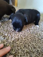 Hudson , a male Miniature Australian Shepherd for sale in Sanford, CO – Photo 1 of 6