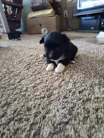 Hudson , a male Miniature Australian Shepherd for sale in Sanford, CO – Photo 6 of 6