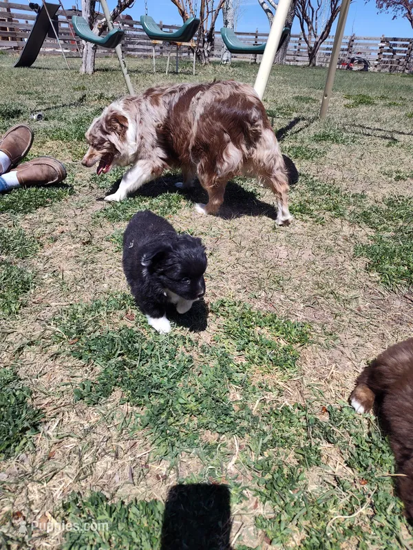 Hudson  – Miniature Australian Shepherd puppy for sale in Sanford, CO