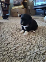 Hudson , a male Miniature Australian Shepherd for sale in Sanford, CO – Photo 2 of 6