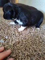 Hudson , a male Miniature Australian Shepherd for sale in Sanford, CO – Photo 5 of 6