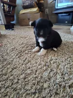 Hudson , a male Miniature Australian Shepherd for sale in Sanford, CO – Photo 3 of 6