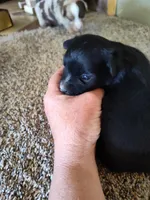 Hudson , a male Miniature Australian Shepherd for sale in Sanford, CO – Photo 4 of 6