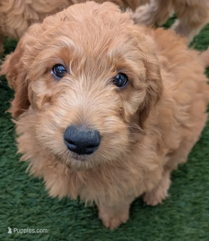 Light Pink, a female Goldendoodle for sale in Hughson, CA – 1 of 1
