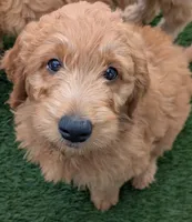Light Pink, a female Goldendoodle for sale in Hughson, CA – 1 of 1