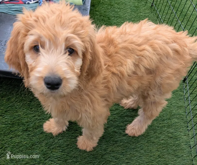 Yellow – Goldendoodle puppy for sale in Hughson, CA