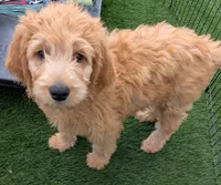 Yellow, a female Goldendoodle for sale in Hughson, CA – 1 of 1