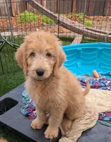 Blue, a male Goldendoodle for sale in Hughson, CA – 1 of 1