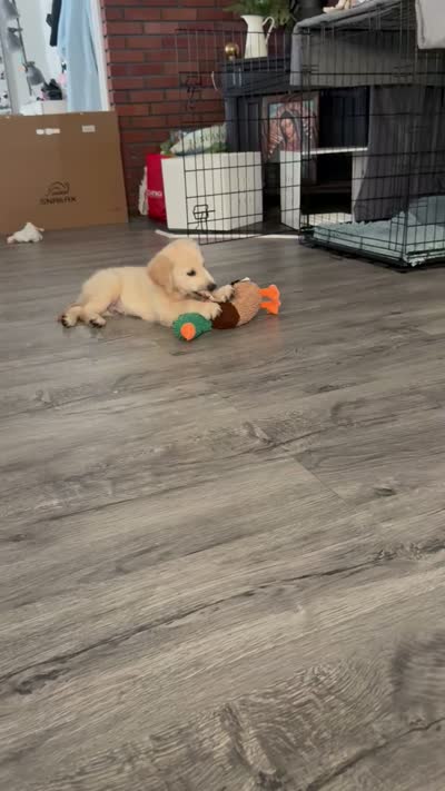 Buddy, a male Golden Retriever for sale in Morgan Hill, CA – 2 of 2