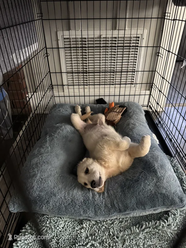 Buddy, a male Golden Retriever for sale in Morgan Hill, CA – 1 of 2