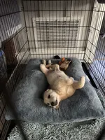 Buddy, a male Golden Retriever for sale in Morgan Hill, CA – 1 of 2