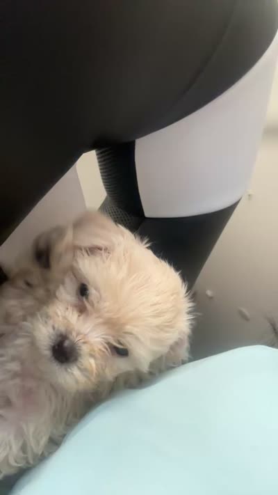 Pomapoo, a male Pomapoo for sale in Gainesville, GA – 3 of 3