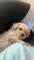 Pomapoo, a male Pomapoo for sale in Gainesville, GA – 2 of 3