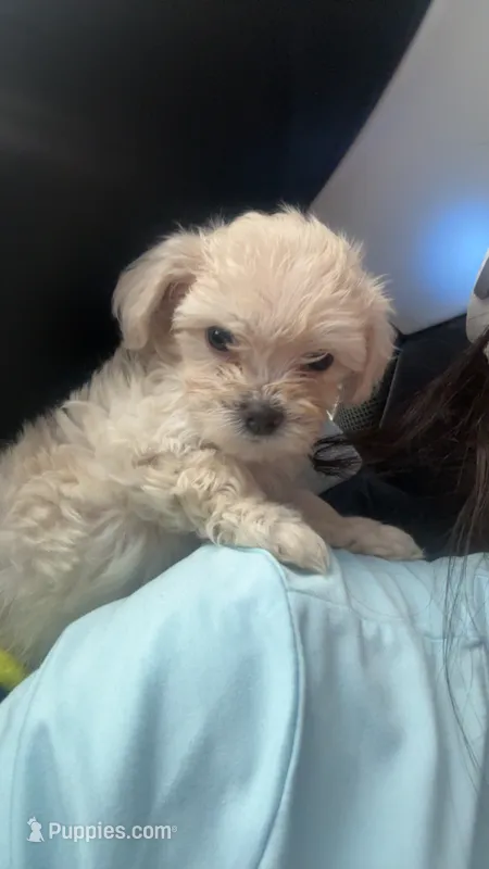 Pomapoo – Pomapoo puppy for sale in Gainesville, GA