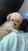 Pomapoo, a male Pomapoo for sale in Gainesville, GA – 1 of 3