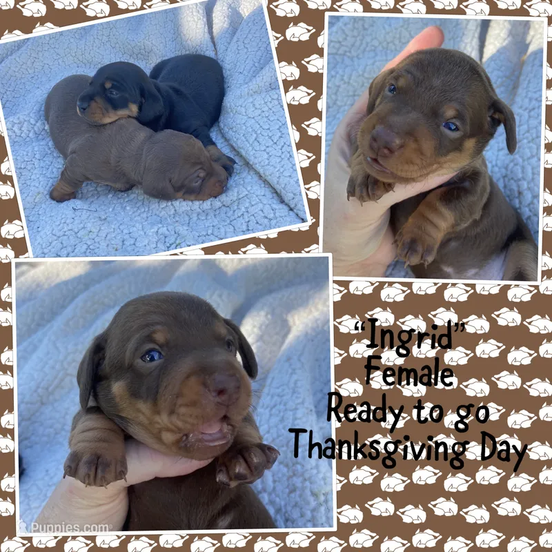 Ingrid – Miniature Dachshund puppy for sale in Lebanon, PA