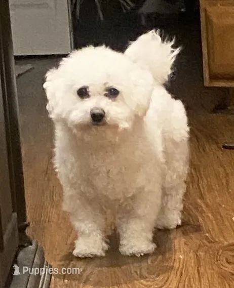 Frizzy – Bichon Frise puppy for sale in Lebanon, PA