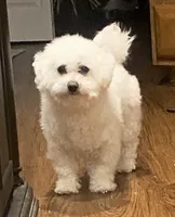 Frizzy, a female Bichon Frise for sale in Lebanon, PA – 1 of 2
