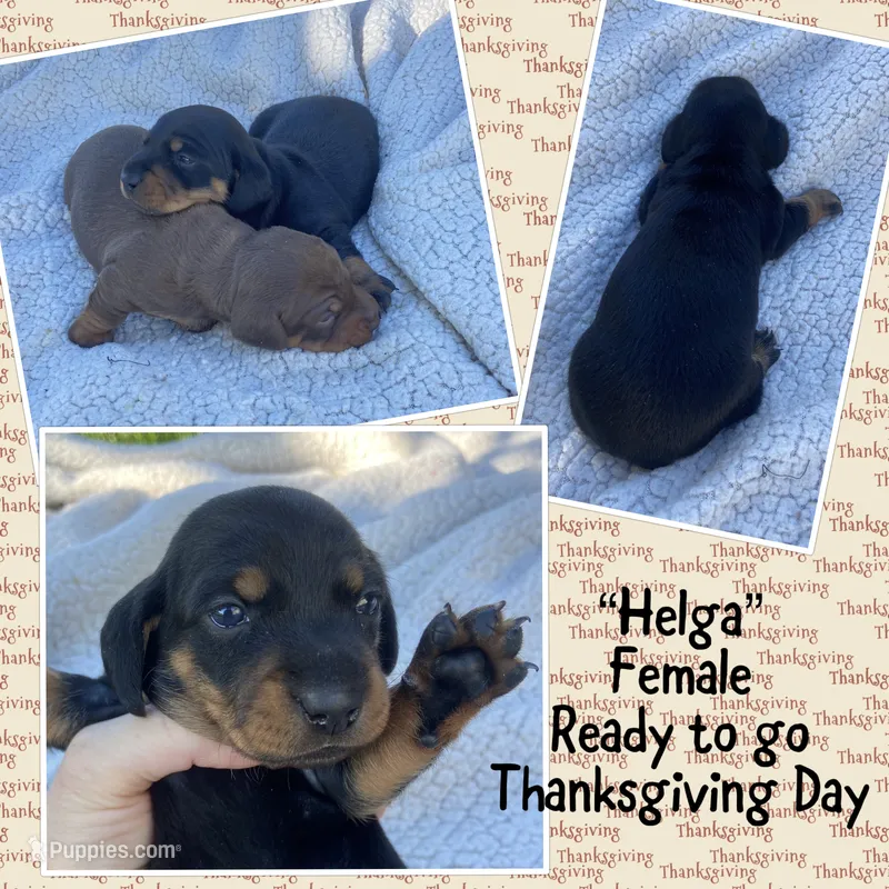 Helga – Miniature Dachshund puppy for sale in Lebanon, PA