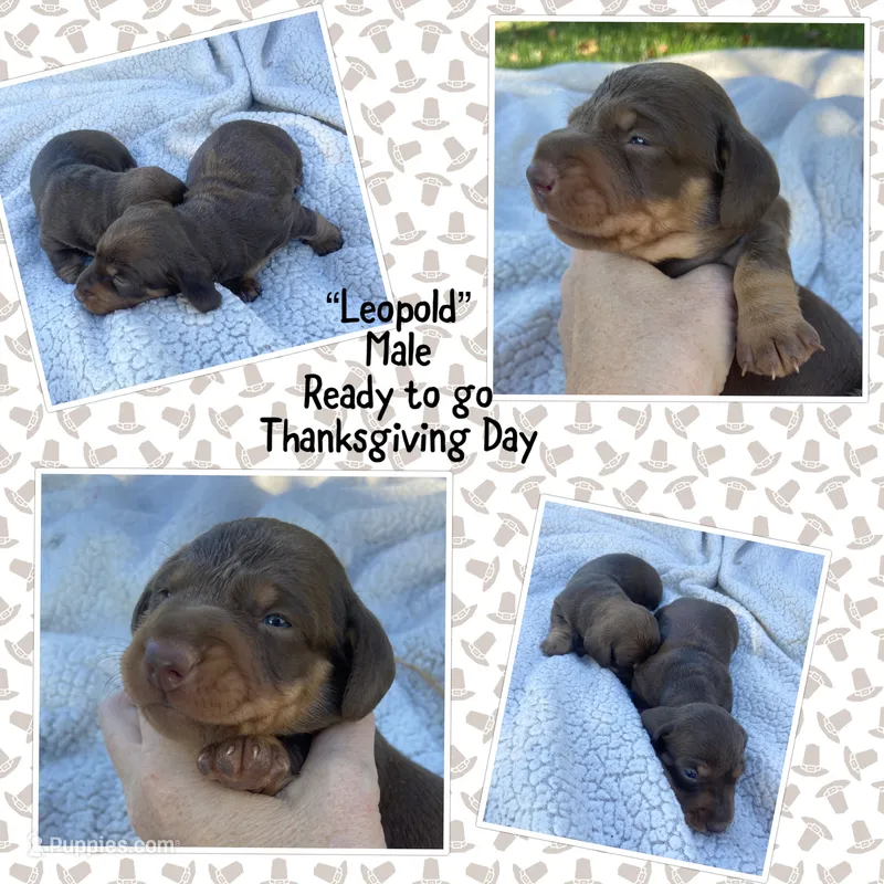 Leopold – Miniature Dachshund puppy for sale in Lebanon, PA