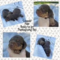 Leopold, a male Miniature Dachshund for sale in Lebanon, PA – 1 of 1