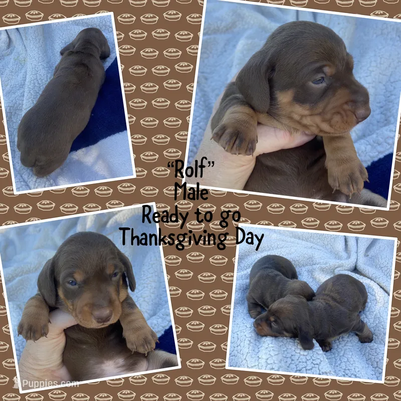 Rolf – Miniature Dachshund puppy for sale in Lebanon, PA