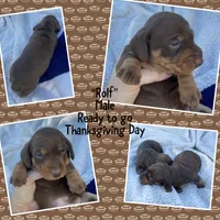 Rolf, a male Miniature Dachshund for sale in Lebanon, PA – 1 of 1