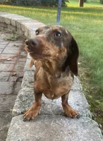 Birdie, a female Bichon Frise and Miniature Dachshund for sale in Lebanon, PA – 3 of 3